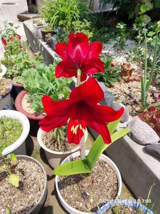 성주 농업인님의 기타작물 · 영농일지 작성글 사진