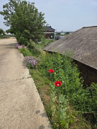 제주농부님의 고추 · 영농일지 작성글 사진