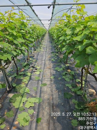 골실지기님의 포도 · 영농일지 작성글 사진
