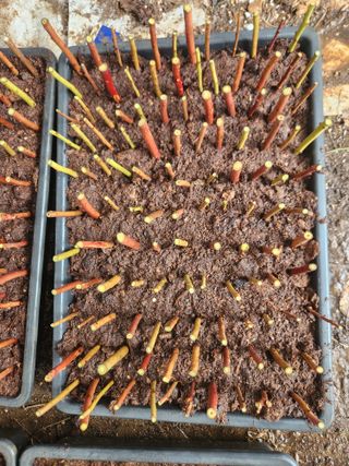 벽창호(죽동농부)님의 블루베리 · 영농일지 작성글 사진