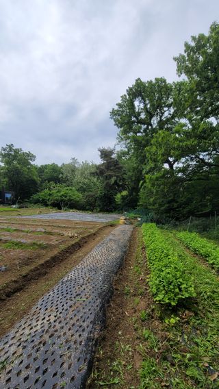 서초농원님의 기타작물 · 영농일지 작성글 사진