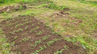 정인재님의 기타작물 · 영농일지 작성글 사진