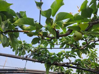 박미스터님의 기타작물 · 영농일지 작성글 사진