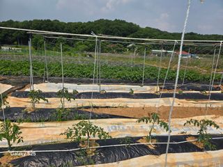 류승원님의 오이 · 영농일지 작성글 사진