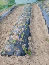 팜모닝 기타작물·영농일지 게시글 이미지