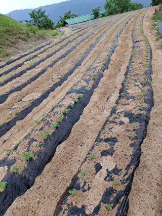 김광자님의 기타작물 · 영농일지 작성글 사진