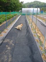 팜모닝 고추·영농일지 게시글 이미지