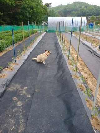 표고버섯8364님의 고추 · 영농일지 작성글 사진