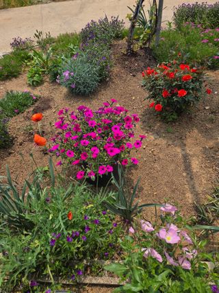 제주농부님의 고추 · 영농일지 작성글 사진