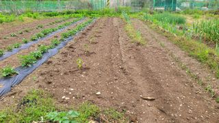 정인재님의 기타작물 · 영농일지 작성글 사진