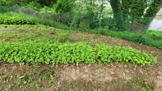 서초농원님의 기타작물 · 영농일지 작성글 사진