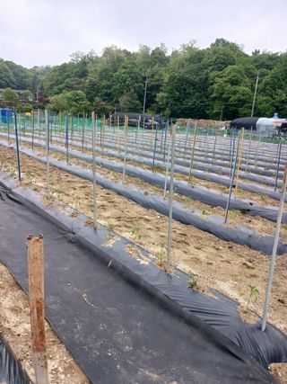 표고버섯8364님의 고추 · 영농일지 작성글 사진