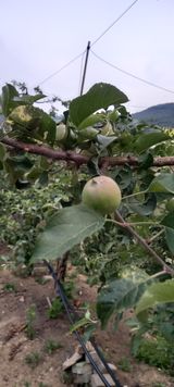 팜모닝 기타작물·영농일지 게시글 이미지