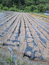 팜모닝 고구마·영농일지 게시글 이미지