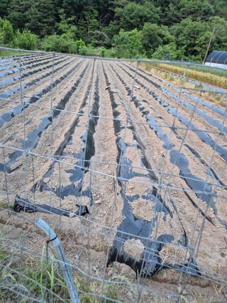 포도11234님의 고구마 · 영농일지 작성글 사진