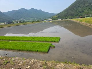 앵매도리님의 기타작물 · 영농일지 작성글 사진