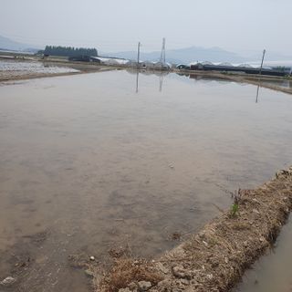 김광신님의 벼 · 영농일지 작성글 사진