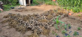 김안재님의 마늘 · 영농일지 작성글 사진