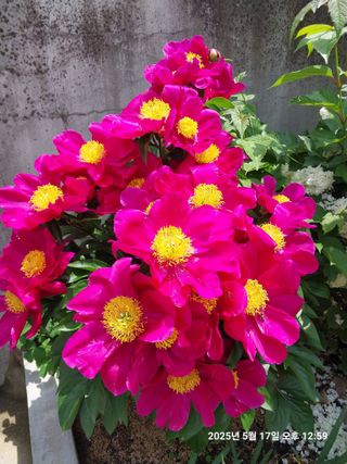 성주 농업인님의 기타작물 · 영농일지 작성글 사진