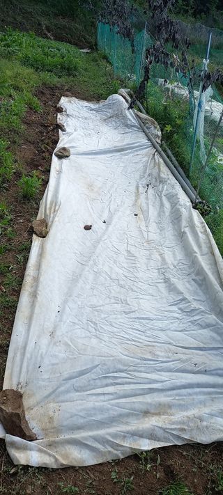 고병길님의 들깨 · 영농일지 작성글 사진