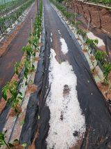 팜모닝 고추·영농일지 게시글 이미지