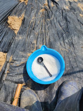 조정권님의 고추 · 영농일지 작성글 사진