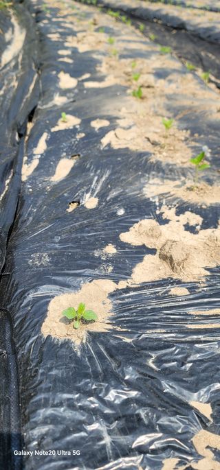 열정님의 참깨 · 영농일지 작성글 사진