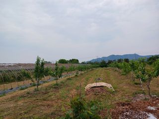 제키님의 감 · 영농일지 작성글 사진