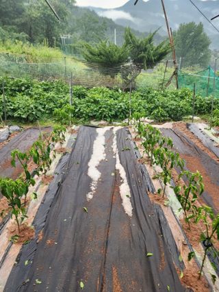 신승덕맛익는사과님의 고추 · 영농일지 작성글 사진