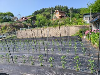 이박농장님의 파 · 영농일지 작성글 사진