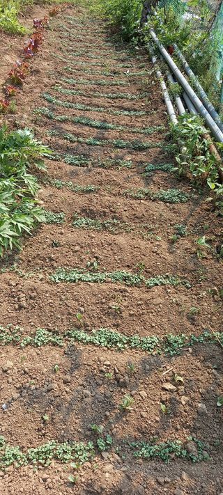 고병길님의 들깨 · 영농일지 작성글 사진