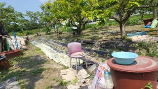 괴동조합장님의 고구마 · 영농일지 작성글 사진