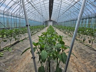 전봉우(채미농원)님의 기타작물 · 영농일지 작성글 사진