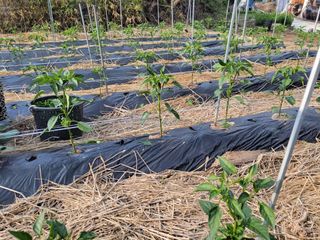 이시형님의 배추 · 영농일지 작성글 사진