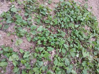 최남옥님의 기타작물 · 영농일지 작성글 사진