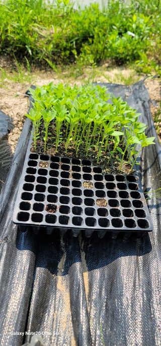 열정님의 참깨 · 영농일지 작성글 사진