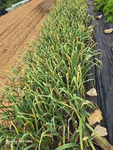 팜모닝 마늘·영농일지 게시글 이미지