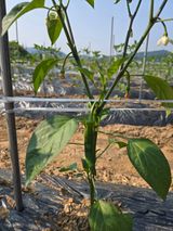 팜모닝 고추·영농일지 게시글 이미지