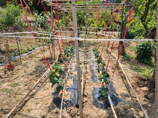 조정권님의 고추 · 영농일지 작성글 사진