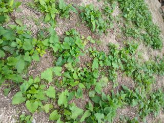 최남옥님의 기타작물 · 영농일지 작성글 사진