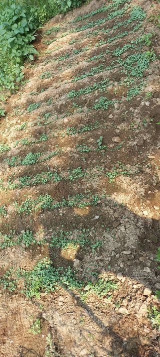 고병길님의 들깨 · 영농일지 작성글 사진