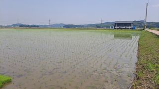 김응균님의 벼 · 영농일지 작성글 사진