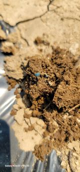 팜모닝 참깨·영농일지 게시글 이미지