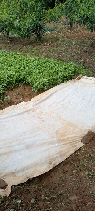 고병길님의 들깨 · 영농일지 작성글 사진