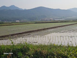 최갑수 님의 벼 · 영농일지 작성글 사진