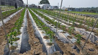 최경숙님의 고추 · 영농일지 작성글 사진