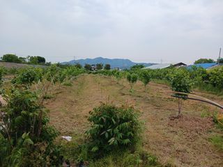 제키님의 감 · 영농일지 작성글 사진