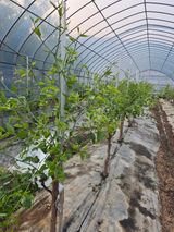 팜모닝 기타작물·자유게시판 게시글 이미지