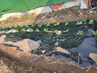 이시형님의 배추 · 영농일지 작성글 사진