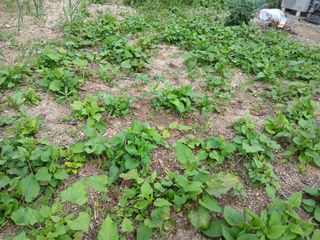 최남옥님의 기타작물 · 영농일지 작성글 사진